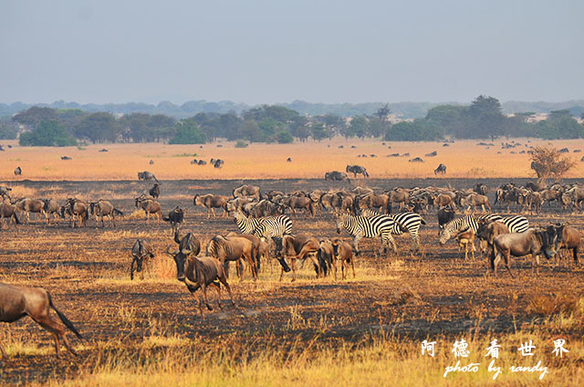 serengeti3D7000 163.JPG