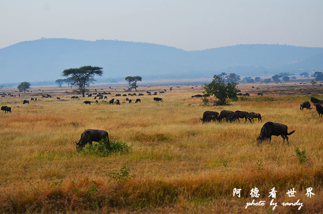 serengeti3D7000 129.JPG