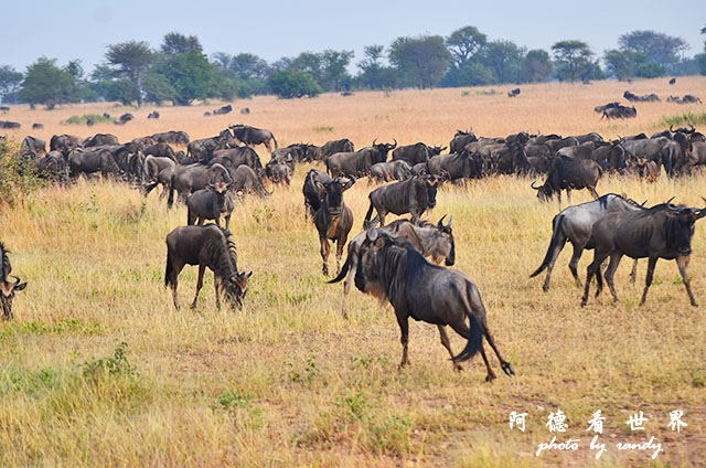 serengeti3D7000 151.JPG