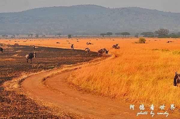 serengeti3D7000 180.JPG