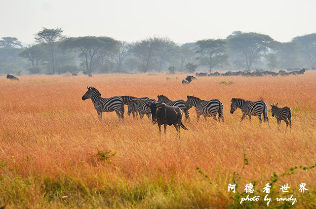 serengeti3D7000 184.JPG