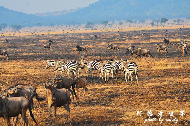 serengeti3D7000 167.JPG