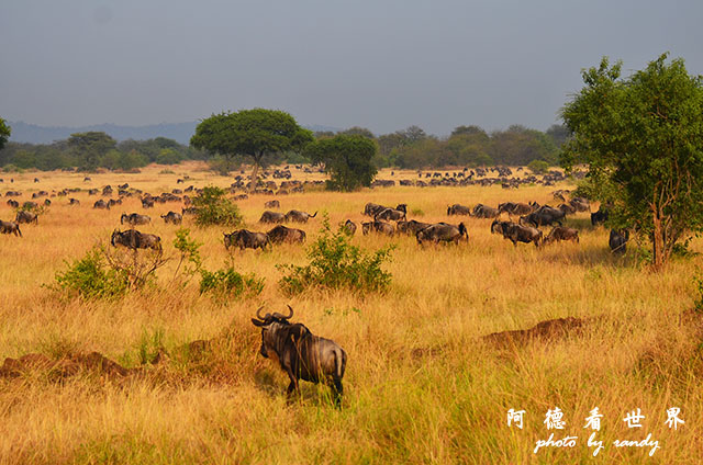 serengeti3D7000 186.JPG