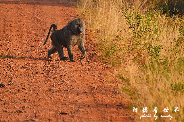 serengeti3D7000 189.JPG