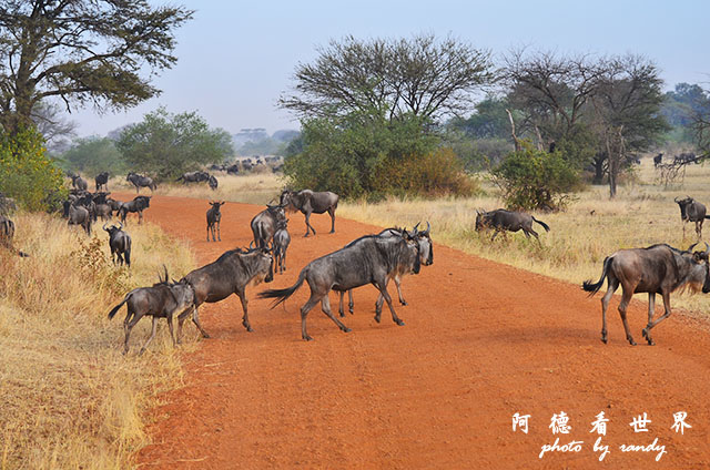 serengeti3D7000 192.JPG