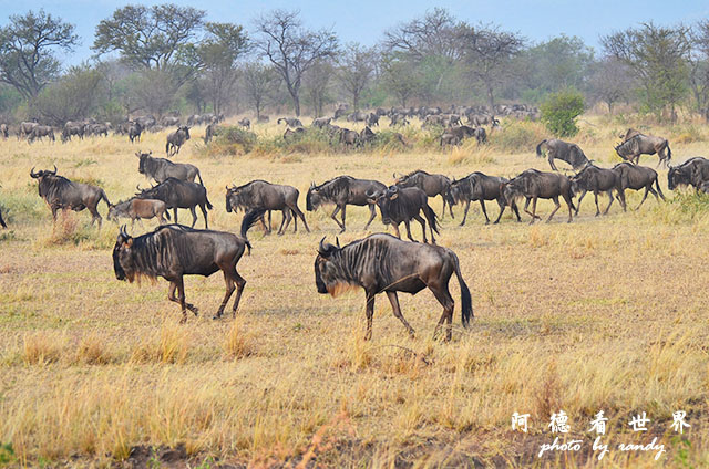 serengeti3D7000 199.JPG