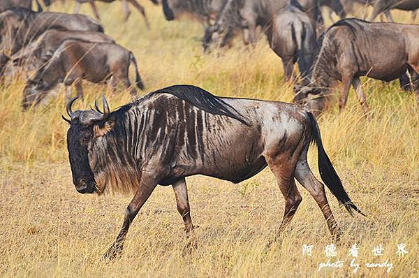 serengeti3D7000 204.JPG