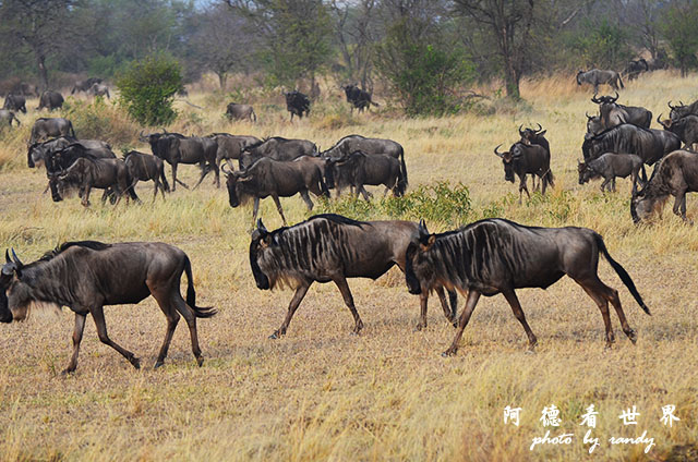 serengeti3D7000 205.JPG