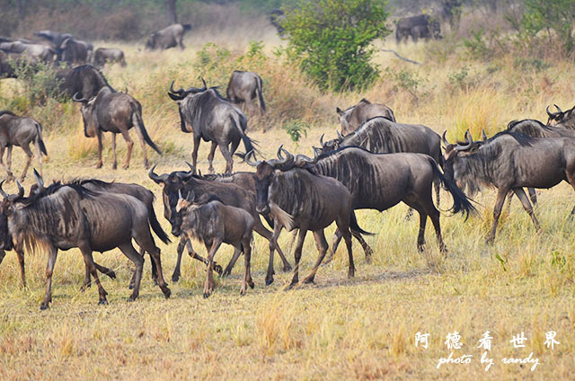 serengeti3D7000 208.JPG