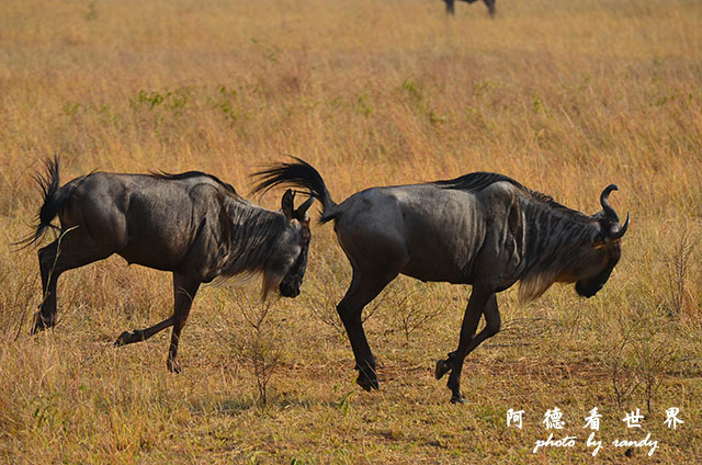 serengeti3D7000 222.JPG