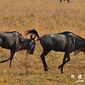 serengeti3D7000 222.JPG