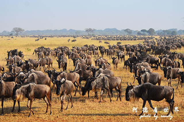 serengeti3D7000 230.JPG