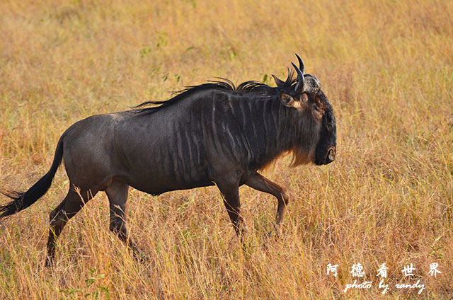 serengeti3D7000 226.JPG