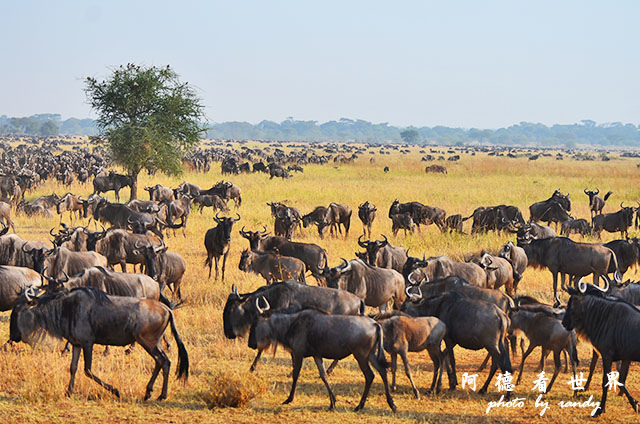 serengeti3D7000 232.JPG