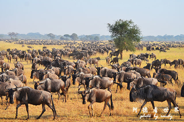 serengeti3D7000 231.JPG