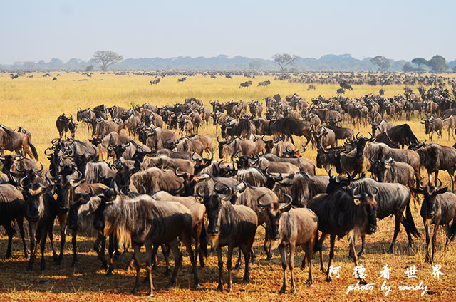 serengeti3D7000 233.JPG