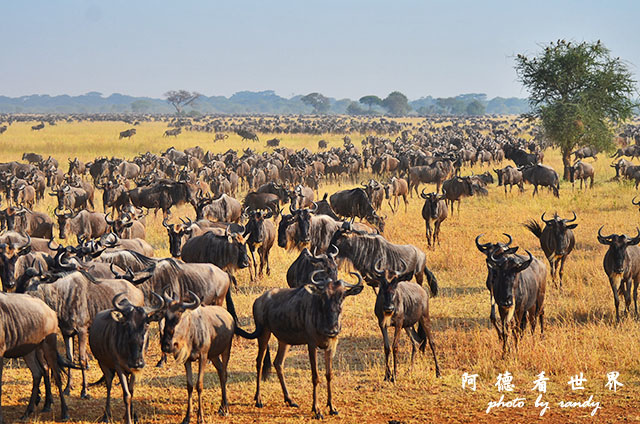 serengeti3D7000 234.JPG