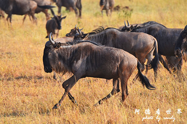 serengeti3D7000 241.JPG