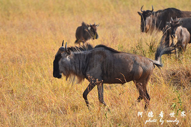 serengeti3D7000 243.JPG