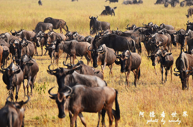 serengeti3D7000 245.JPG serengeti3D7000 245.JPG