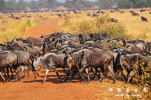 serengeti3D7000 249.JPG