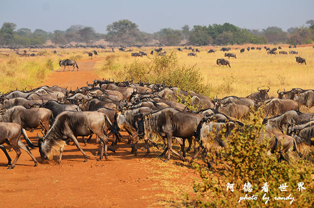 serengeti3D7000 251.JPG