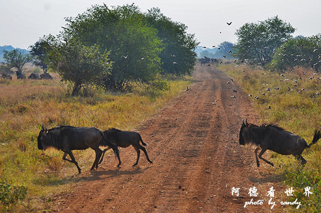 serengeti3D7000 256.JPG