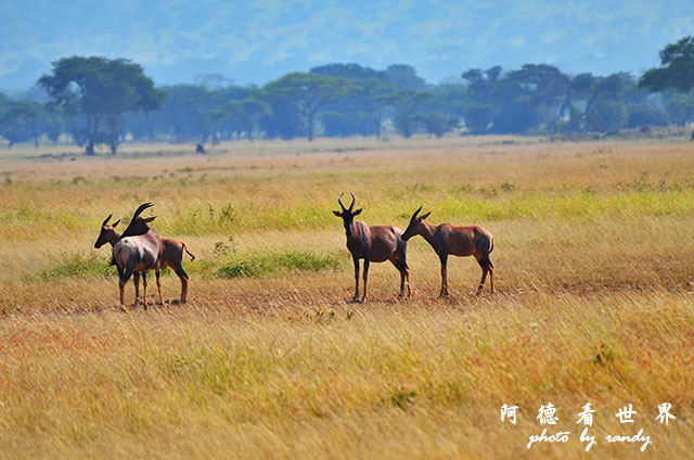 serengeti3D7000 292.JPG