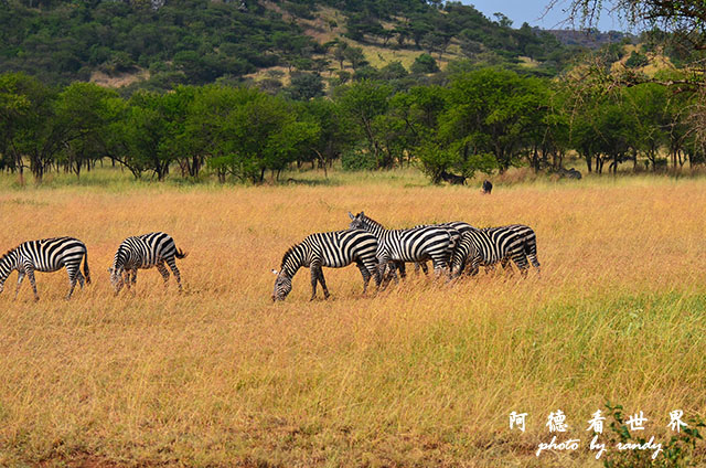 serengeti3D7000 295.JPG