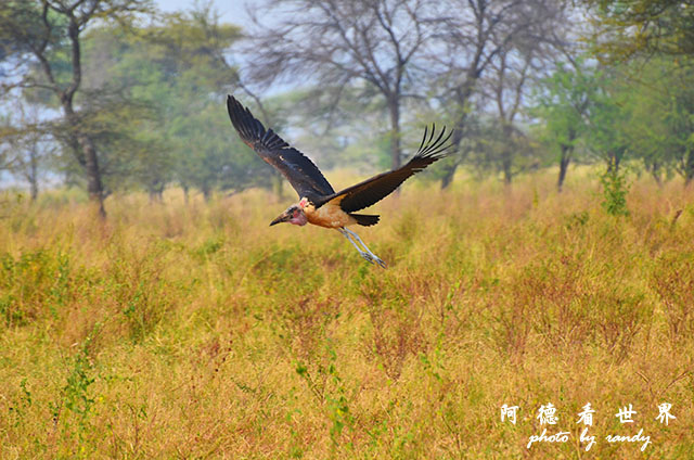 serengeti3D7000 318.JPG serengeti3D7000 318.JPG