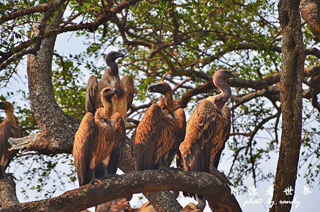 serengeti3D7000 310.JPG