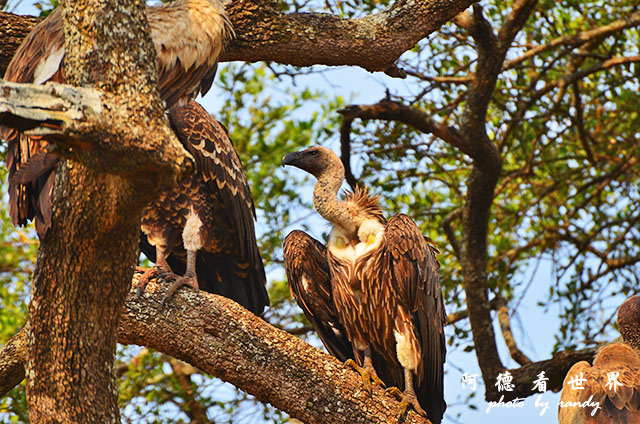 serengeti3D7000 321.JPG