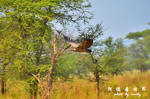 serengeti3D7000 324.JPG