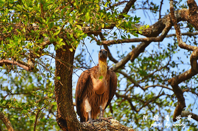 serengeti3D7000 329.JPG