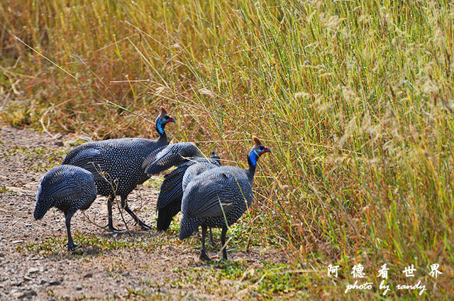 serengeti3D7000 335.JPG