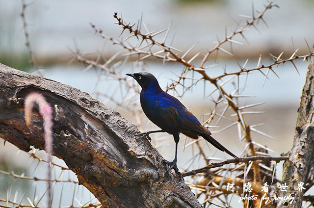 serengeti3D7000 356.JPG