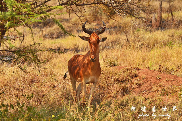 serengeti3D7000 343.JPG