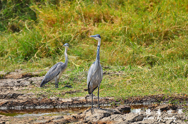 serengeti3D7000 360.JPG