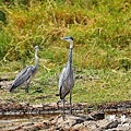 serengeti3D7000 360.JPG