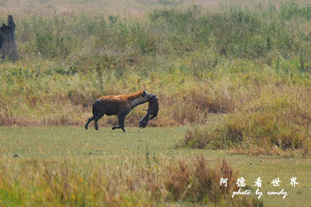 serengeti3D7000 362.JPG