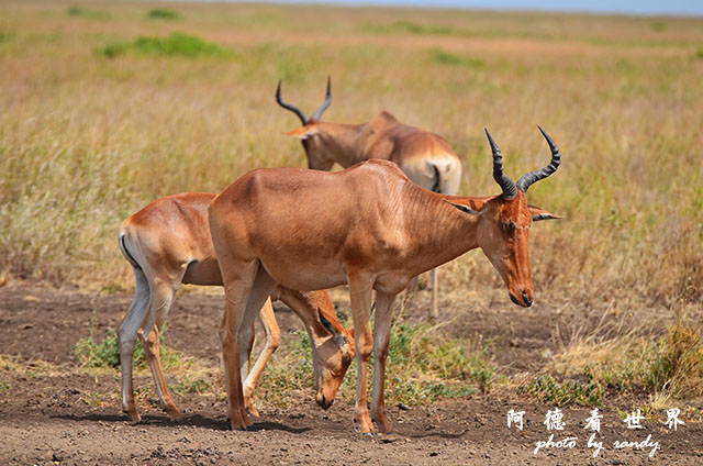 serengeti3D7000 380.JPG