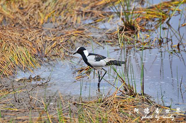 serengeti3D7000 374.JPG serengeti3D7000 374.JPG