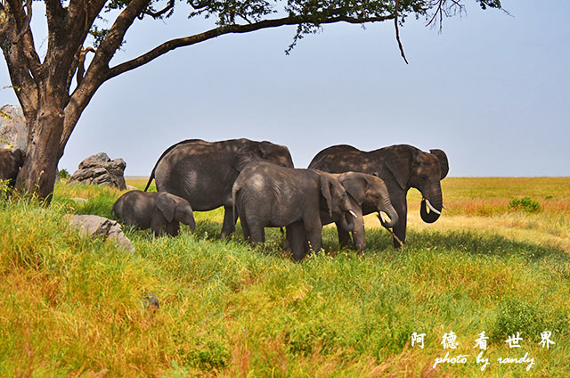 serengeti3D7000 383.JPG