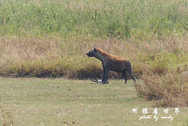 serengeti3FZ200 (79).JPG serengeti3FZ200 (79).JPG