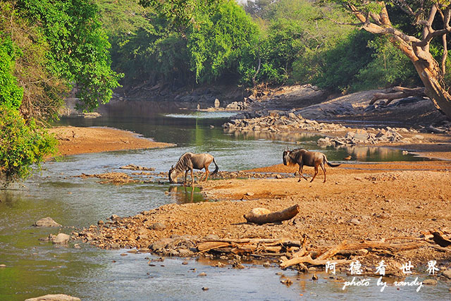 serengeti3P7700 119.JPG