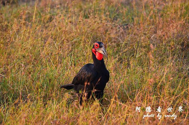 serengeti3D7000 081.JPG