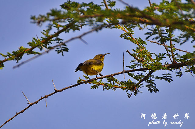 serengeti3D7000 390.JPG serengeti3D7000 390.JPG