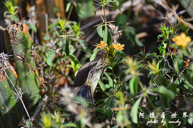 serengeti3D7000 398.JPG serengeti3D7000 398.JPG