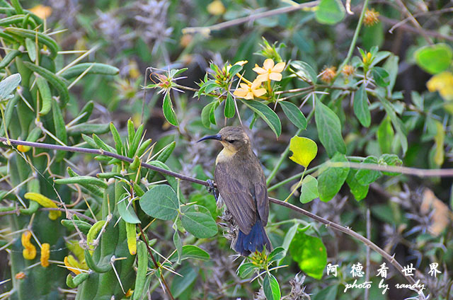 serengeti3D7000 399.JPG