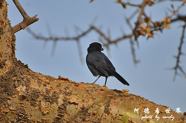 serengeti3D7000 403.JPG